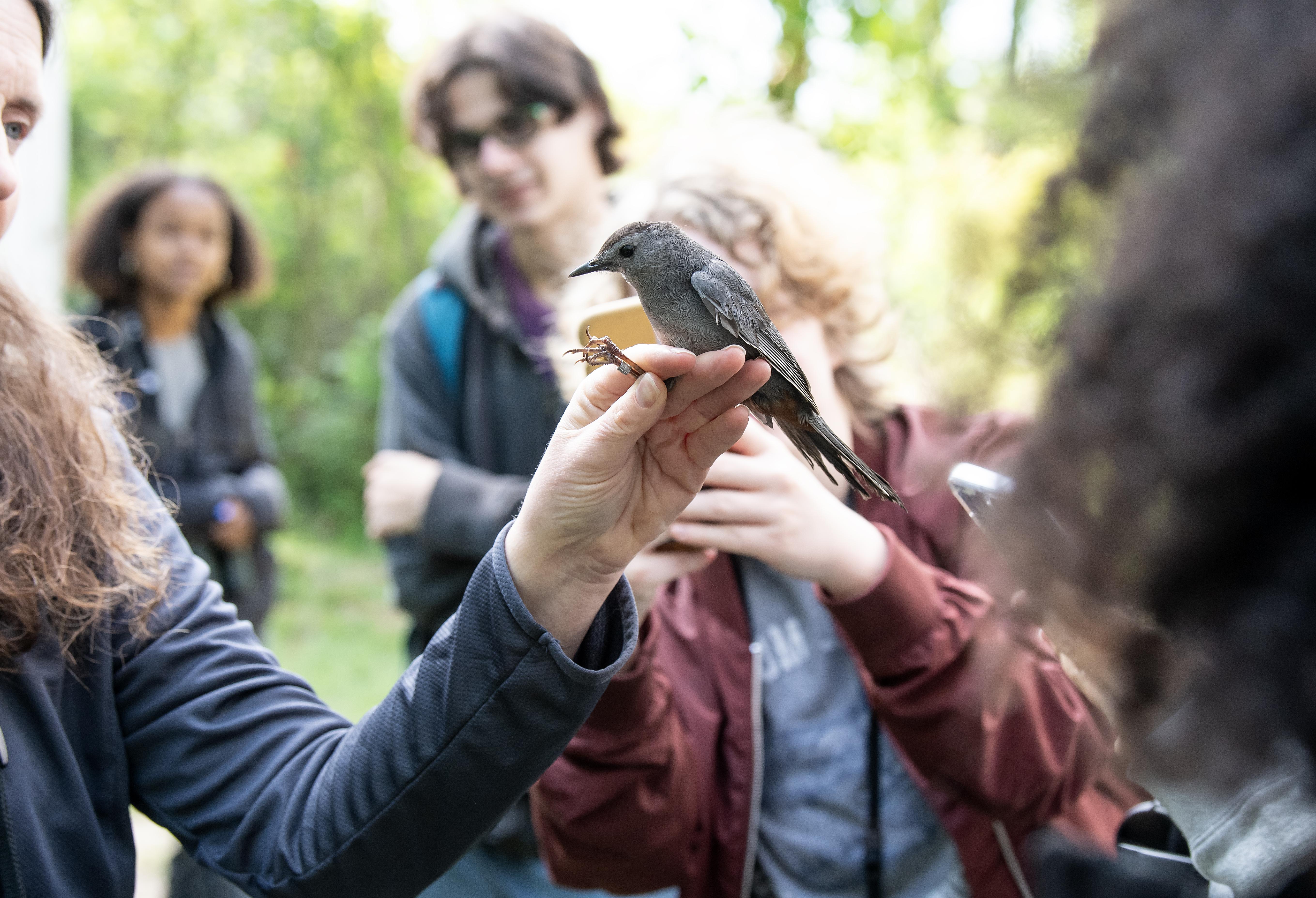 A grey catbird is held by a bander at Washington College's Foreman's Branch Bird Observatory. 